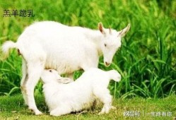 最新吃瓜爆料小羊图片大全,小羊图片大全大揭秘！